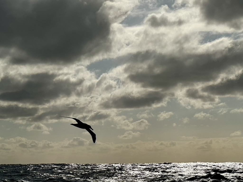 A seabird flying above the ocean beneath a cloudy sky