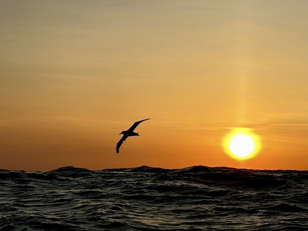 A seabird silhouetted against the setting sun over the ocean